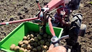 Картофелесажалка с мотоблоком МТЗ Беларус в работе