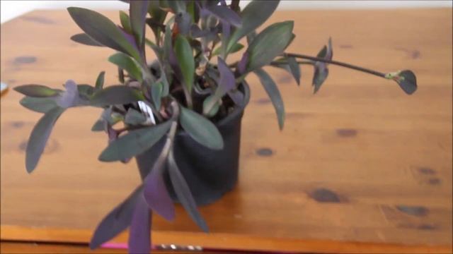 Update of Tradescantia pallida смотреть онлайн