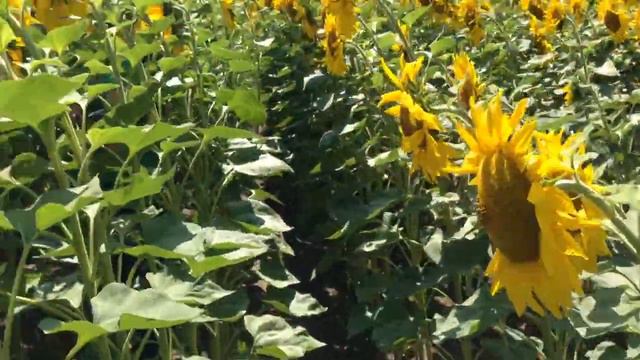 Чудо поле) смотреть онлайн