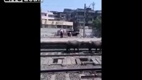 Поезд против коров