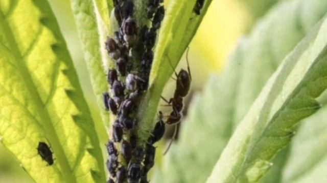 Krumpirove zlatice i lisne uši će nestati zauvijek! Najbolji prirodni insekticid za suzbiti смотреть онлайн