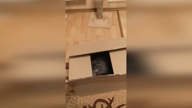 Смешные видео про котов. Смешные видео про животных. Кот и коробка. смотреть онлайн