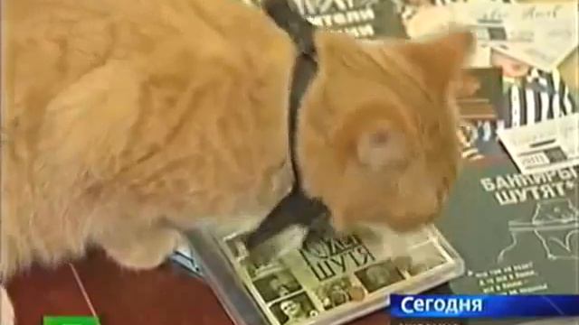 Кандидат по кличке Киса смотреть онлайн