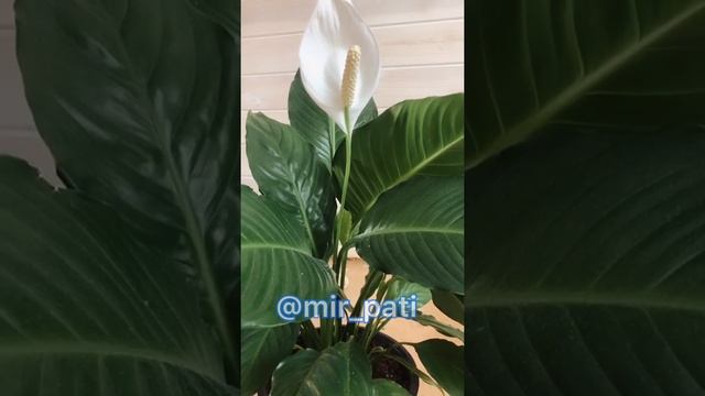 СПАТИФИЛЛУМ СОХНУТ ЛИСТЬЯ/ПРИЧИНЫ/УХОД смотреть онлайн