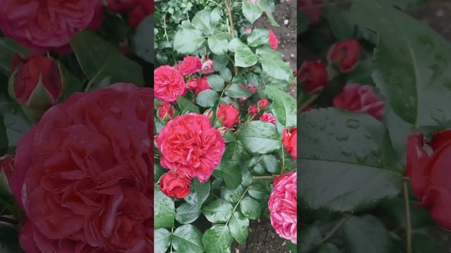 Роза "Ред Леонардо да Винчи" (Rose Red Leonardo da Vinci) 2023 г. смотреть онлайн