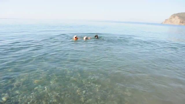 Море и собаки!20.09.18. смотреть онлайн