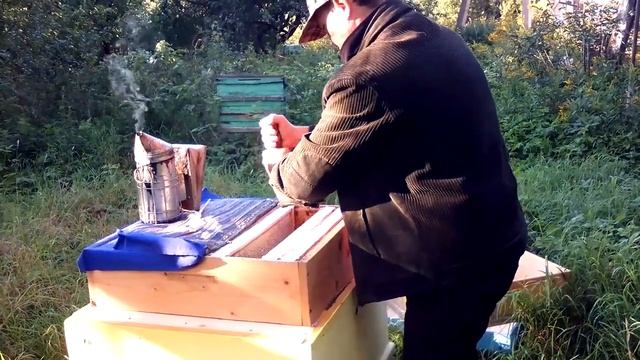 СОТОВЫЙ МЁД (гречишный) куплен прямо с улья. Хутор LV смотреть онлайн
