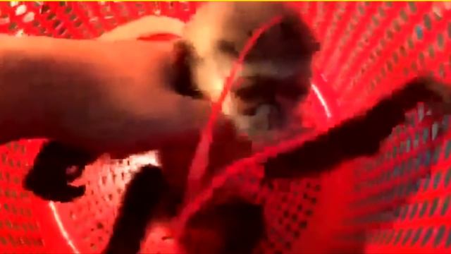 The illegal pet trade of the douc langurs in Vietnam смотреть онлайн