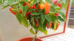 Перец Бабкин язык .  Выращивание в горшке.