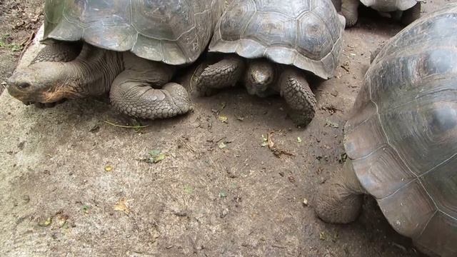 Гигантские галапагосские черепахи острова Флориана ждут обеда смотреть онлайн