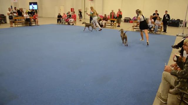 WDS weimaraner junior class_ females смотреть онлайн