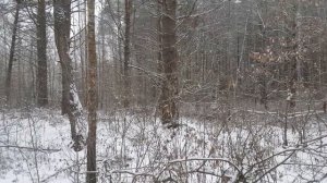 Голос русской гончей.ВОТ ЭТО ГОЛОСИЩЕ!!!