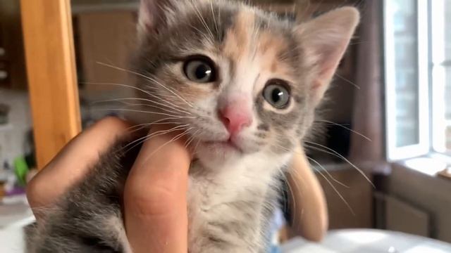 Little kitten. Маленький котенок играет смотреть онлайн