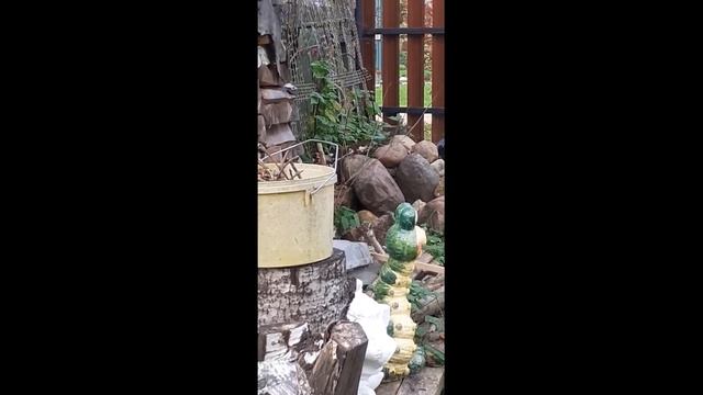 Ласка. Новый житель нашего участка. смотреть онлайн