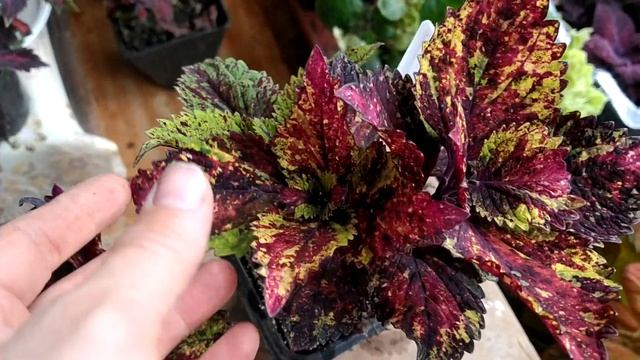 Колеус Hedwig. Хедвиг. смотреть онлайн