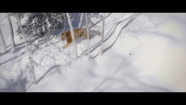 Амурские тигры в дикой природе смотреть онлайн
