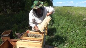 Мёд донника. Главный взяток пчел.