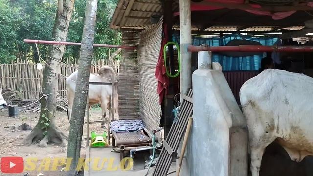 Suplier Sapi PO Kebumen Terpercaya Siap Kirim2.Dari Pedet Sampe Jumbo Ready‼️Harga Sapi PO Qurban смотреть онлайн