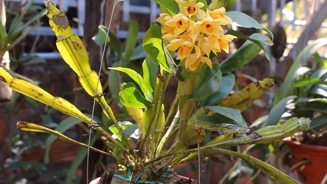 Lan Kiều dẹt rừng/Dendrobium sulcatum смотреть онлайн