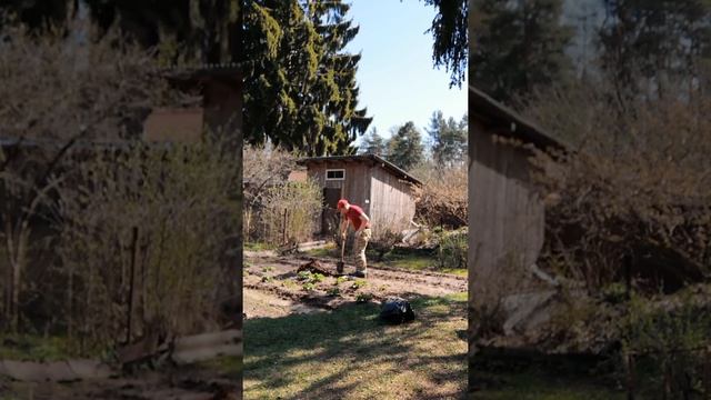 Сажаю яблоню. Осенняя полосатая. смотреть онлайн