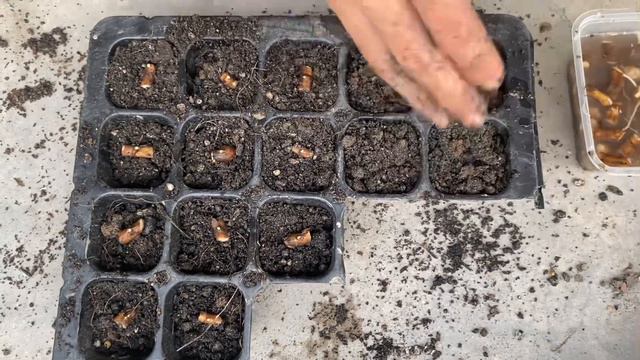 Propagation Of Alocasia Xanthosoma - Mickey Mouse Plants #alocasia