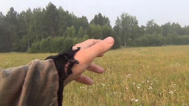 Земляника лесная Советы по выращиванию и сбору в тайге лесу Куплю Продам Лес Тайга Сибирь 13 июля 2 смотреть онлайн