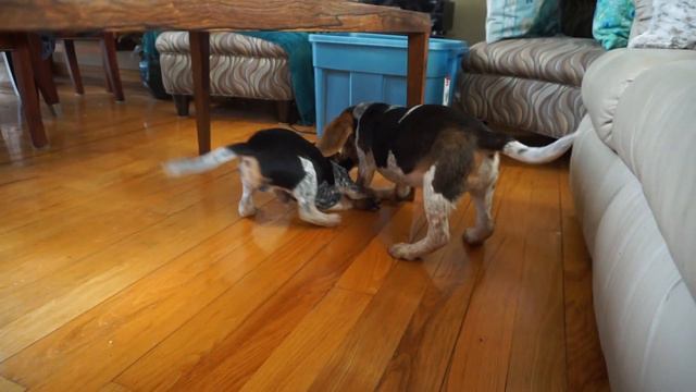 3.5 month Mini Beagle howls for his shark toy - AVAILABLE FOR ADOPTION смотреть онлайн
