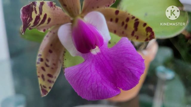 Cattleya Schilleriana, Cattleya Aclandiae...Сезон цветения.