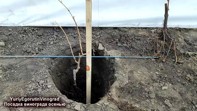 ? Как БЕЗОШИБОЧНО ПОСАДИТЬ САЖЕНЕЦ ВИНОГРАДА на постоянное место ОСЕНЬЮ и укрыть его на зиму. смотреть онлайн