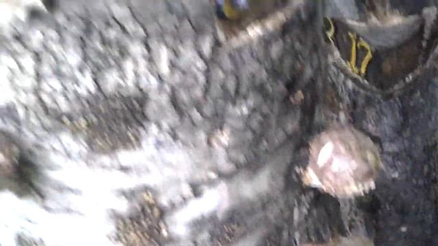 Шиитаке на березовых колодах