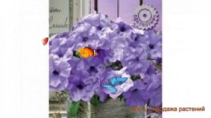 Петуния гибридная Ивнинг Сенсейшн ? обзор: как сажать, семена петунии Ивнинг Сенсейшн