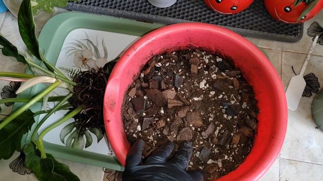 Пересадка Филодендрона Ринг оф файер в новый питательный грунт. Подбираем подходящий горшок. смотреть онлайн