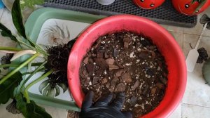 Пересадка Филодендрона Ринг оф файер в новый питательный грунт. Подбираем подходящий горшок.