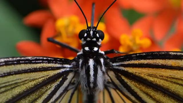 Reflex NIKON D800 en vidéo - Cobrason смотреть онлайн
