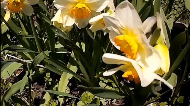 **ПРИШЛО ТЕПЛО РАСЦВЕЛИ ТЮЛЬПАНЫ **11.05.21Г смотреть онлайн