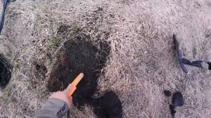 поиск монет на распашке и старых огородах, ТХ-850 как всегда радует