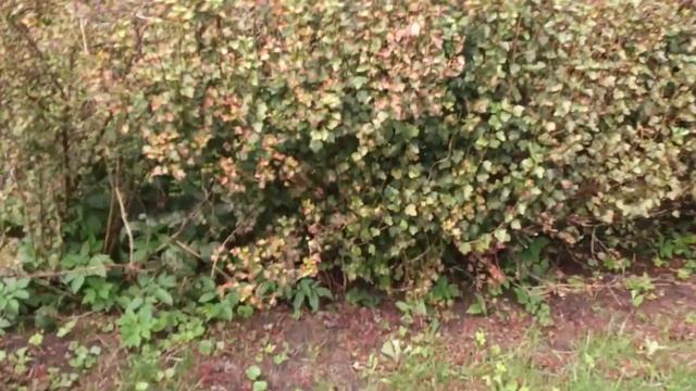 Собаки капают и дерутся смотреть онлайн