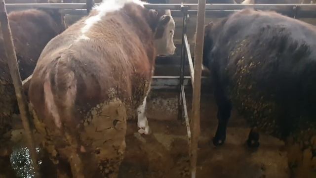 Откорм быков выгодно держать или нет!!! смотреть онлайн