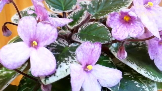 Фиалка Н-Антошка смотреть онлайн