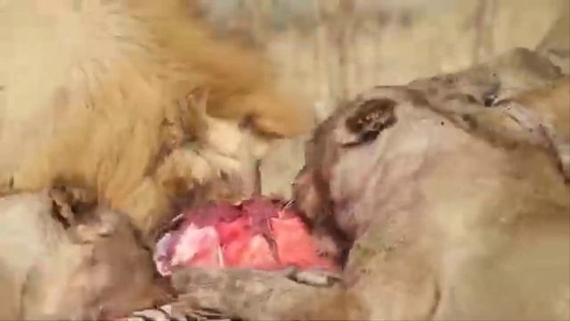 [Eaten Alive] Pride of Lions Taking Down Buffalo, Zebra смотреть онлайн