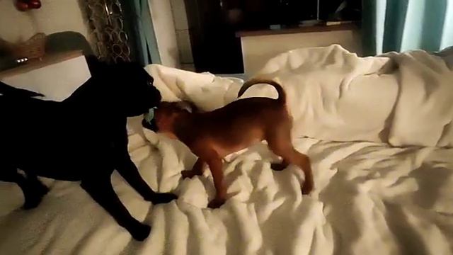 пти брабансон. Урсула и Теона.игрульки. #griffon #гриффон #гриффоны #атакаГриффонов смотреть онлайн