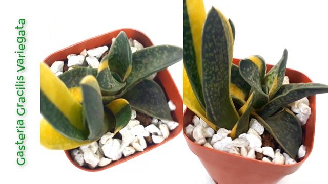 SUCCULENT TYPES | GASTERIA Collection #1 || Succulent Identification смотреть онлайн