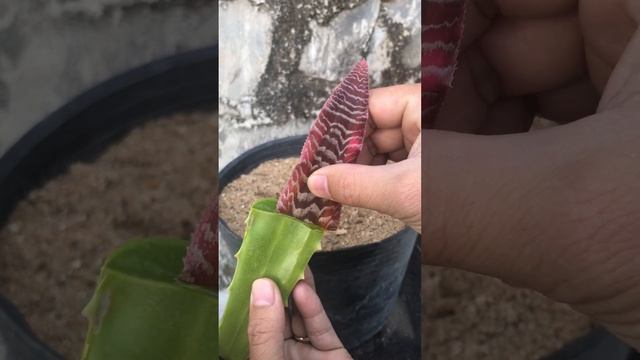 Grow Cryptanthus Zebrinus with aloe #shorts смотреть онлайн