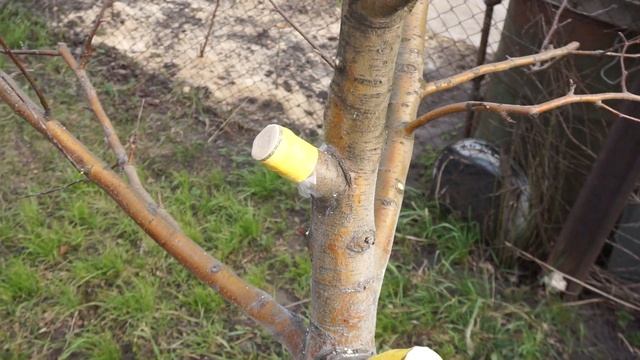 Прививка деревьев черенком смотреть онлайн