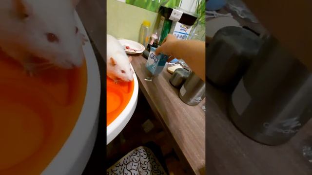 домашняя белая крыса с красными глазами. смотреть онлайн