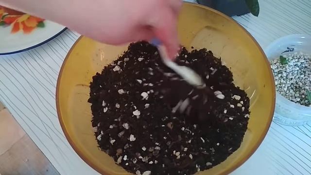 Гастерия всё об уходе от посева до пересадки смотреть онлайн