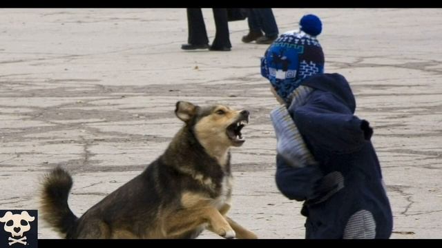 Про 245 статью УК РФ или законно ли самостоятельно решать проблему с бродячими собаками смотреть онлайн