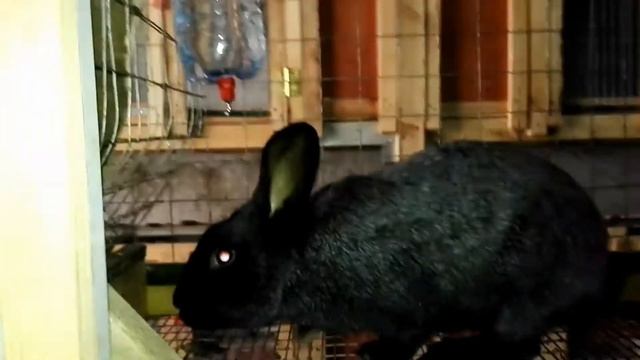 Поение кроликов . Ниппельное поение кроликов .Система ниппельного поения кроликов .Обучение кролико смотреть онлайн
