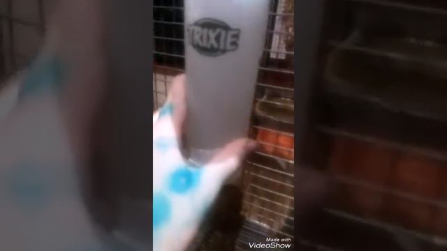 В каких условиях живут мои белки? смотреть онлайн