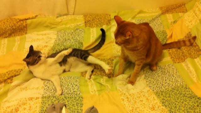 Capoeira cat fight смотреть онлайн